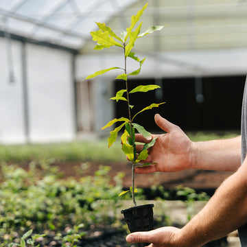 Image of a water oak seedling.